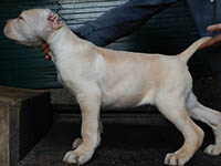 cucciolo cane corso bianco